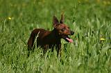 PINSCHER NAIN 090